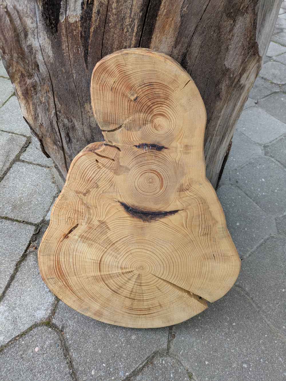 Baumscheibe Glockenform geschliffen & geölt
