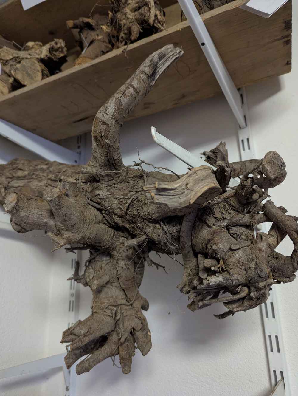 Deko- Wurzeln (verschiedene)